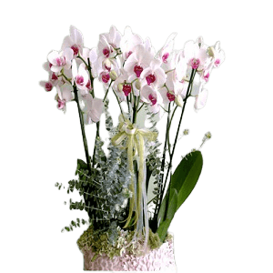 Renkli Orkide TASARIM